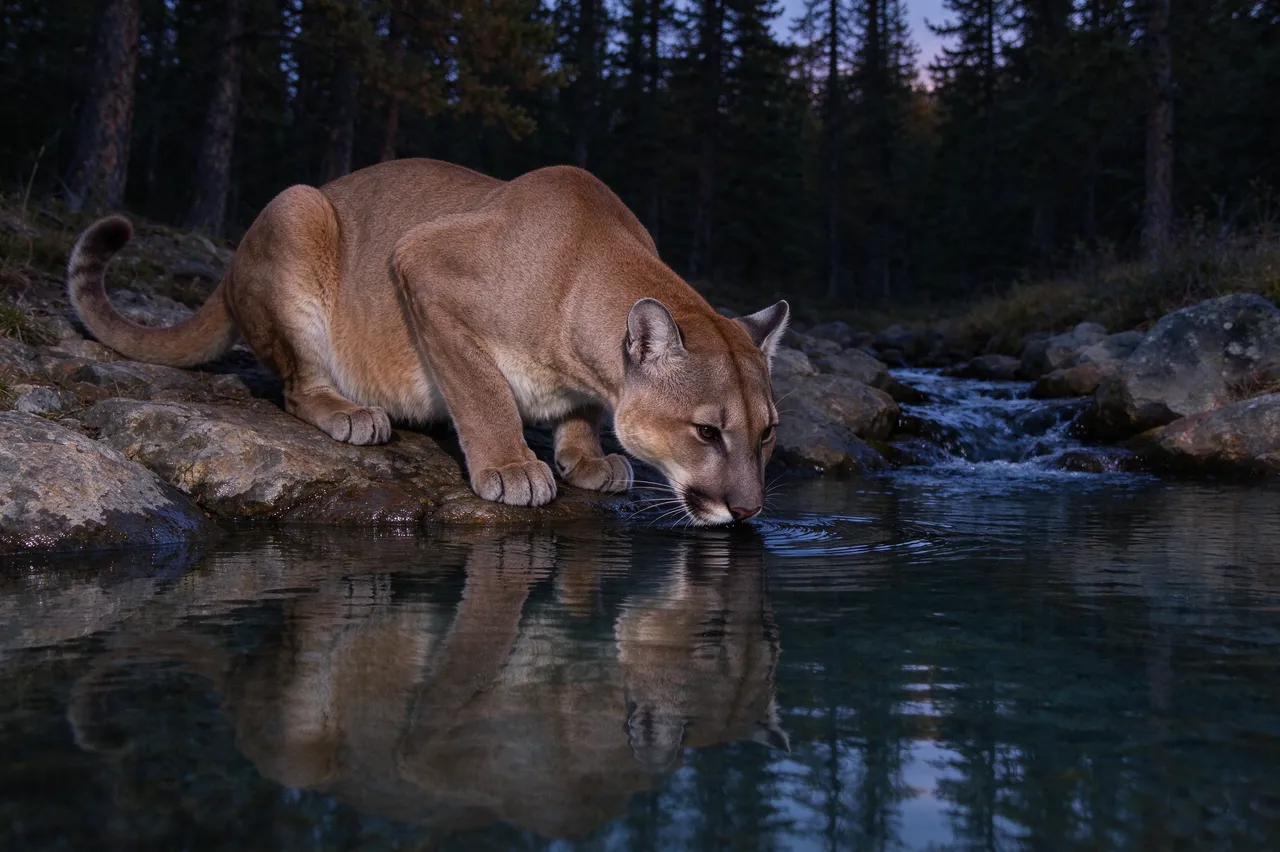 A tawny mountain lion crouched on rocks drinking from a clear forest pool at dusk