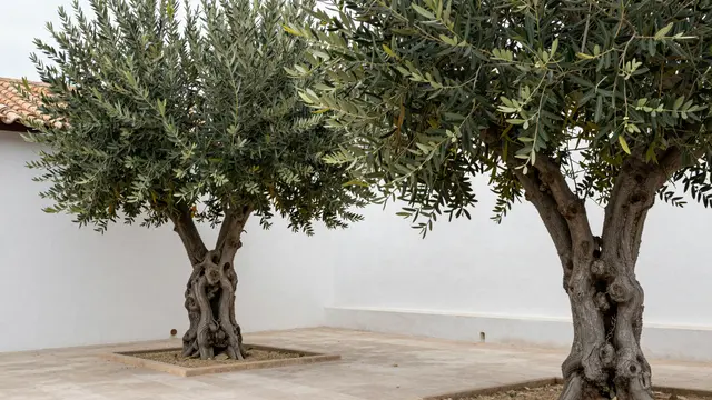 Two gnarled olive trees stand in a paved courtyard beside smooth whitewashed walls