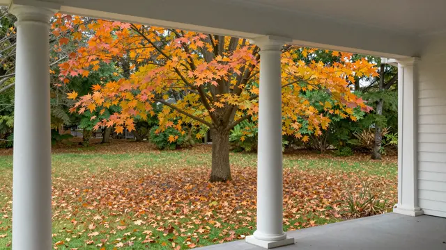 A covered porch with white columns looks out at a leaf-strewn lawn and bright orange maple tree in autumn