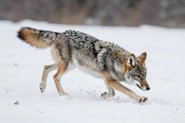 A grizzled gray coyote moves quickly across deep snow in an open winter meadow