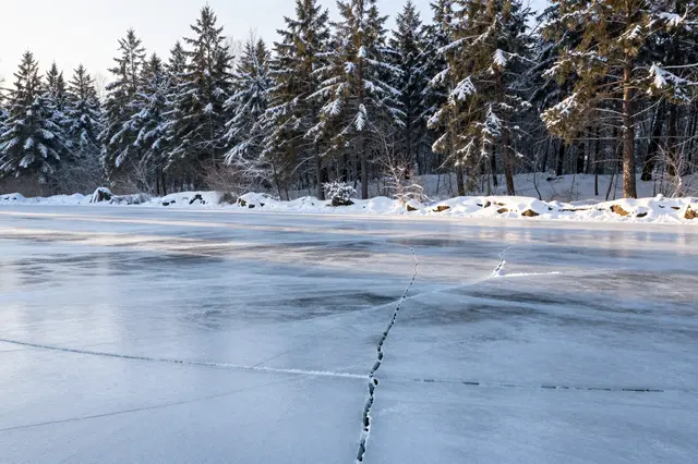 Cracked ice covers a frozen lake edged with snow-dusted pine trees in soft morning winter light
