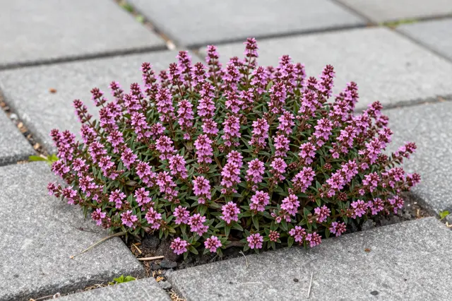 Blooming creeping thyme with tiny pink flowers grows in a gap between gray stone pavers.