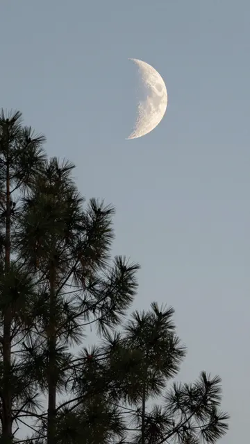 Waxing crescent moon hangs in a pale dusk sky above dark silhouetted pine tree tops