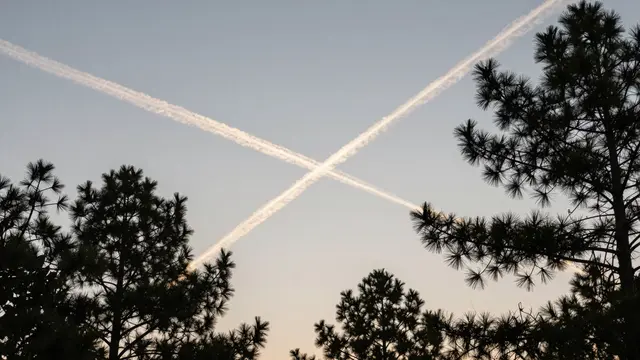 Crossed white airplane contrails stretch across a pale evening sky framed by dark pine tree silhouettes