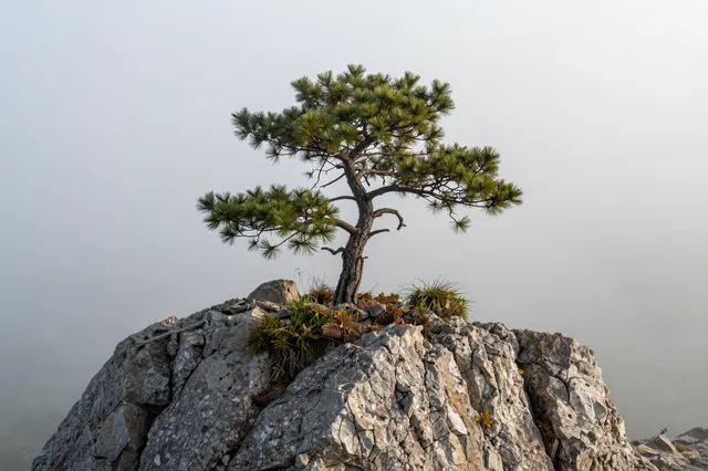 A windswept crooked pine grows atop a rocky outcrop surrounded by soft morning fog