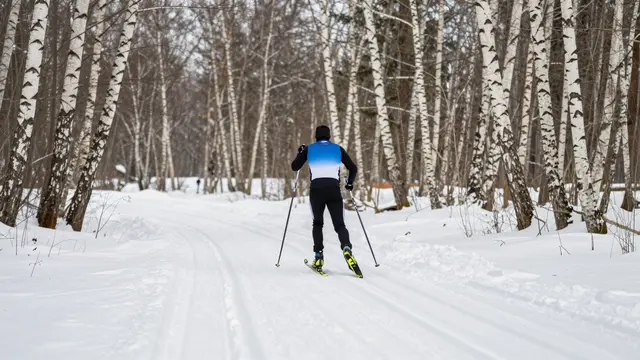 Back view of a cross-country skier gliding along groomed snowy tracks through a winter birch forest