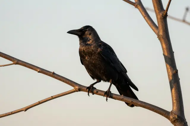 A black crow sits still on a leafless tree branch lit by warm sunset light