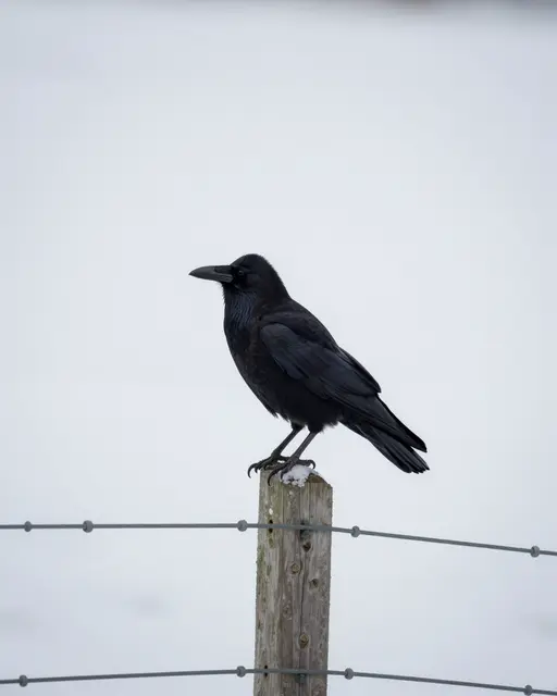 A black crow perches on a snow-dusted wooden fence post against a bright overexposed snowy field.