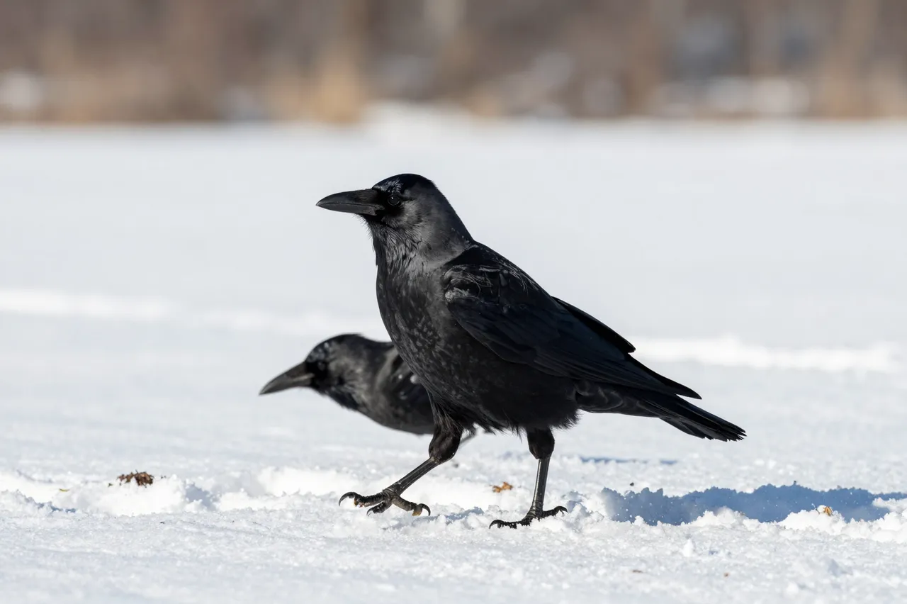 Two black crows stand and walk across bright sunlit snow, with blurred winter trees in the background.