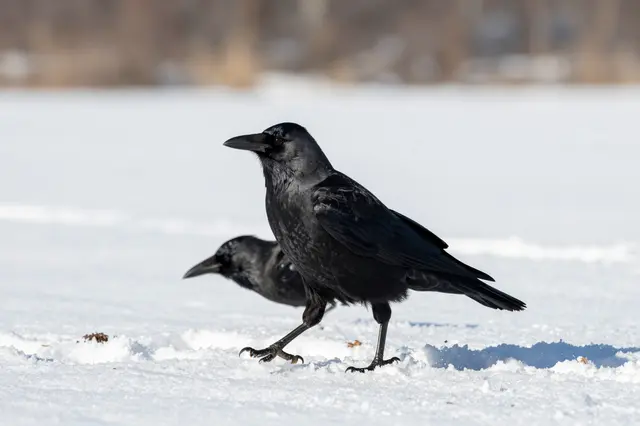 Two black crows stand and walk across bright sunlit snow, with blurred winter trees in the background.
