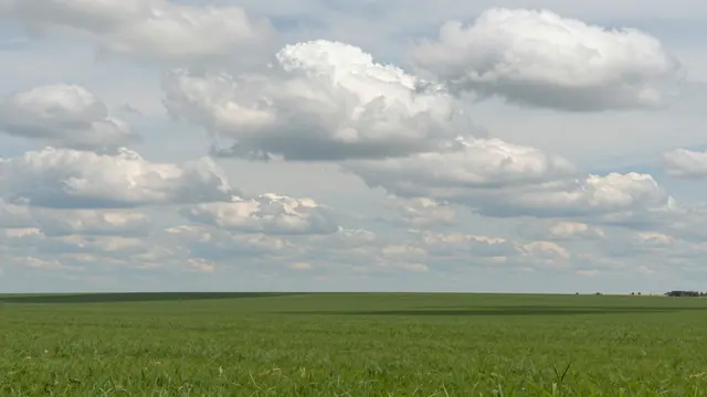 Rows of fluffy cumulus clouds stretch across a pale sky above a wide flat green crop field.