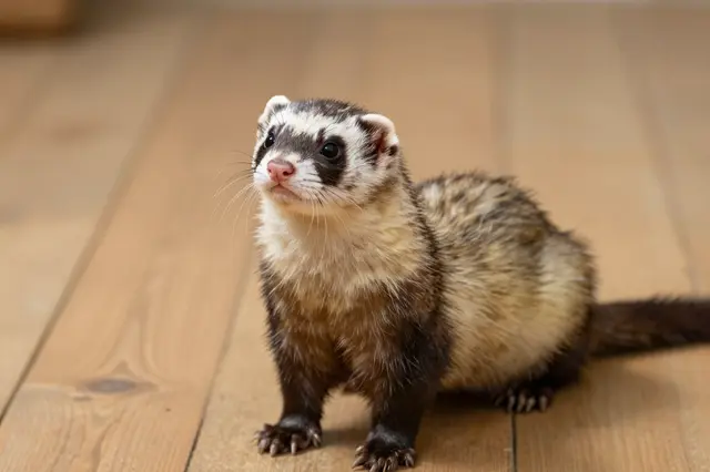 A curious masked ferret sits upright on a light wooden floor looking upward attentively.