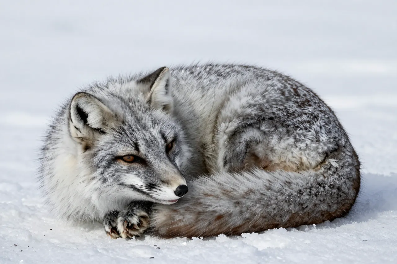 A thick furred arctic fox curled resting on pale white snow with half lidded eyes.