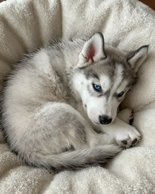 Fluffy gray Siberian husky puppy with bright blue eyes rests curled on a soft cream wool blanket