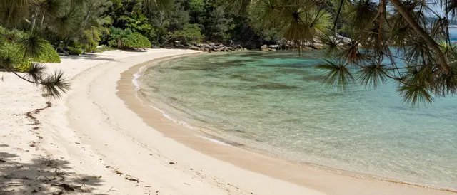 Framed by pine branches, a curving pale sand bay meets clear shallow turquoise coastal water.
