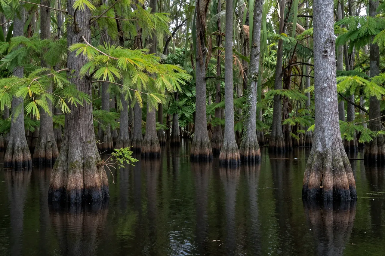 Tall cypress trees stand rooted in dark calm swamp water with clear reflections of their trunks