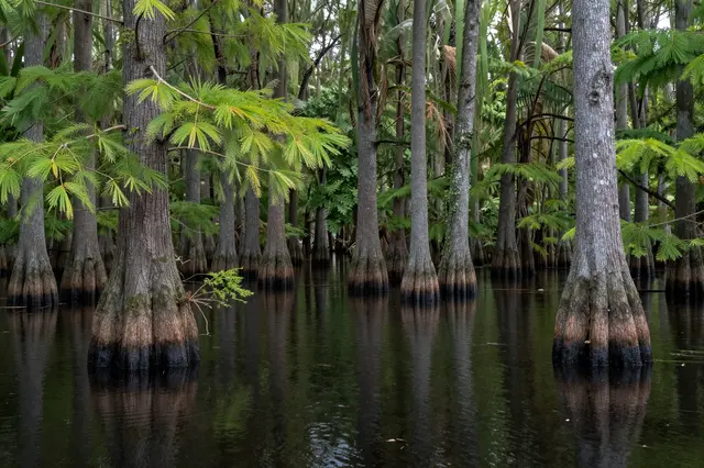 Tall cypress trees stand rooted in dark calm swamp water with clear reflections of their trunks
