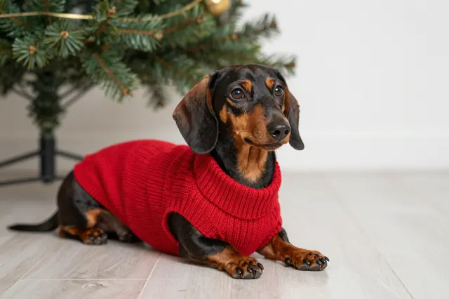 A dachshund wearing a red knit sweater lies on a light wood floor next to a decorated Christmas tree.