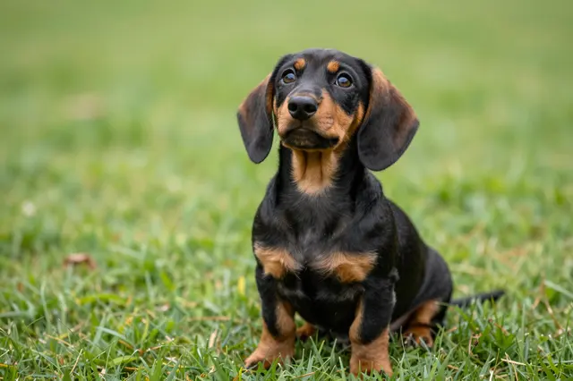 A black and tan dachshund puppy sits in green grass looking upward toward the camera.