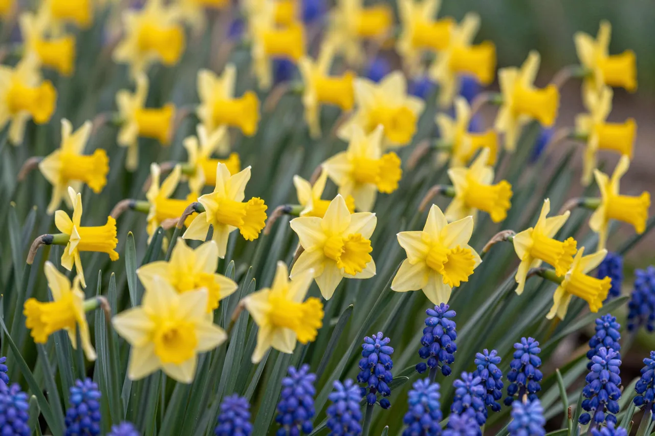 Blooming yellow daffodils and blue grape hyacinths fill a spring garden flower border.