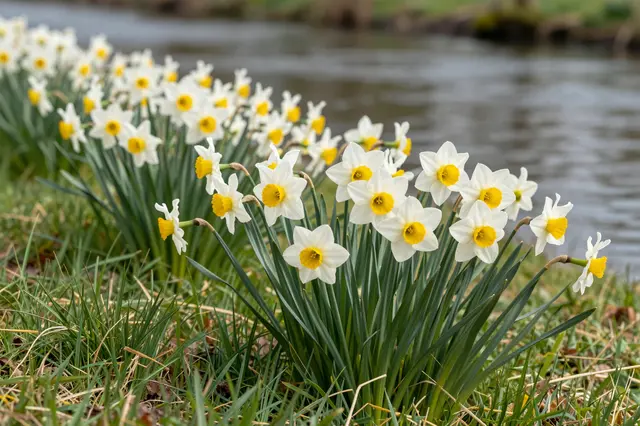 White and yellow daffodils grow in grass along the edge of a calm flowing river.