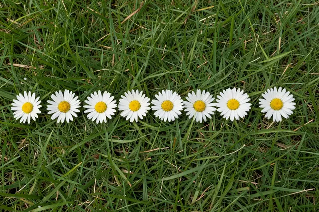 A straight horizontal row of white daisies with yellow centers lies on lush green lawn grass viewed from above.