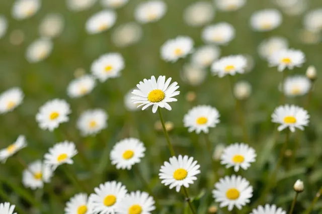A sharp central daisy stands out among a soft focus field of other daisies in lush green grass
