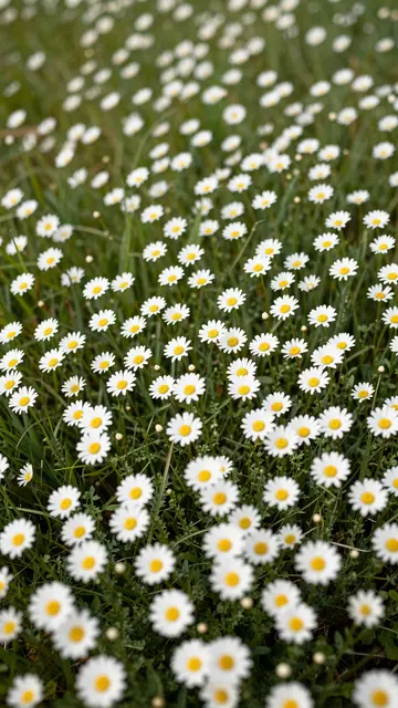 Ground level view of dense white daisies with yellow centers growing among lush green grass