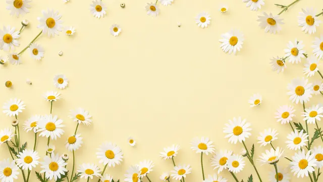 Scattered white daisy flowers form a decorative border around empty pale yellow copy space
