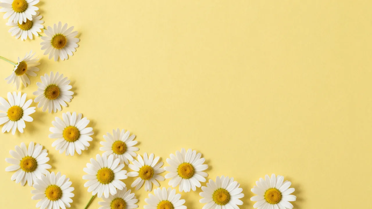 White daisies with yellow centers arranged along the left and bottom edge of a pale yellow background with empty right side