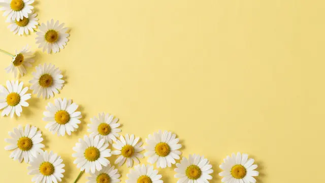 White daisies with yellow centers arranged along the left and bottom edge of a pale yellow background with empty right side