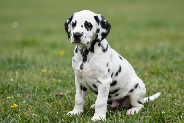 A black and white dalmatian puppy sits upright in sunlit green grass with small wildflowers.