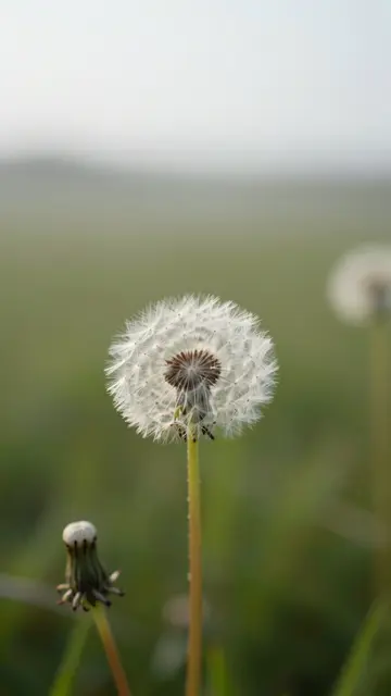A ripe dandelion seed head sits low in the vertical frame with soft hazy empty space above it