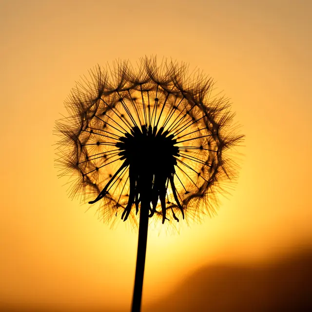 Sharp black silhouette of a dandelion seed head against a warm golden gradient sunset sky