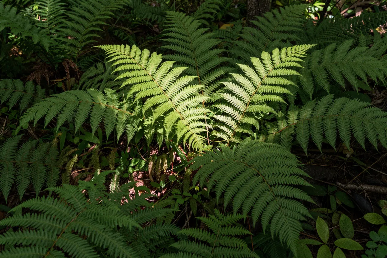 Sun-dappled light falls on lush green fern fronds covering a forest floor