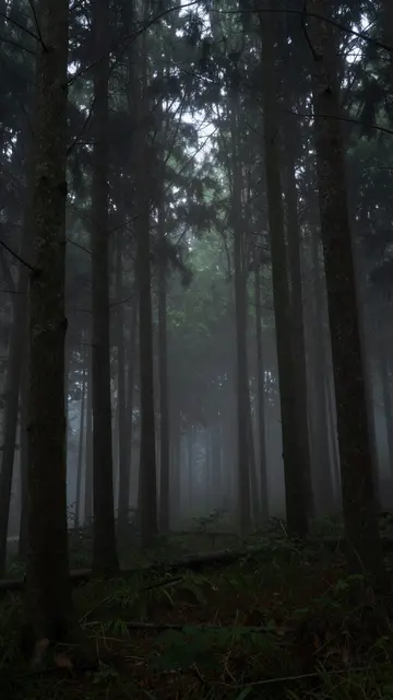 Tall dense tree trunks stand in thick mist across a dim, moody night forest floor.
