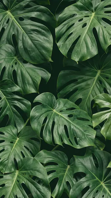 Lush glossy monstera leaves arranged densely against a deep dark green solid background