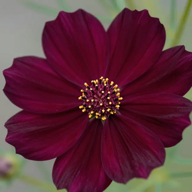Close-up macro shot of a deep maroon chocolate cosmos flower with bright yellow center stamens