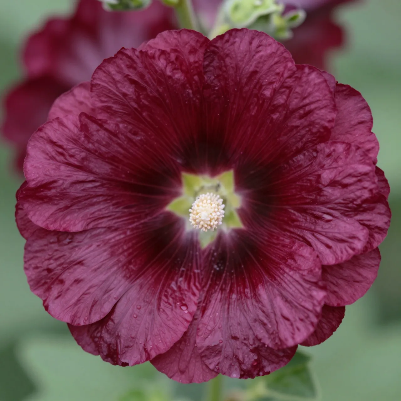 Close-up of a dewy dark maroon hollyhock flower with a soft blurred green background