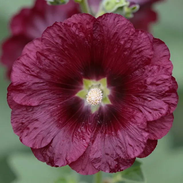 Close-up of a dewy dark maroon hollyhock flower with a soft blurred green background