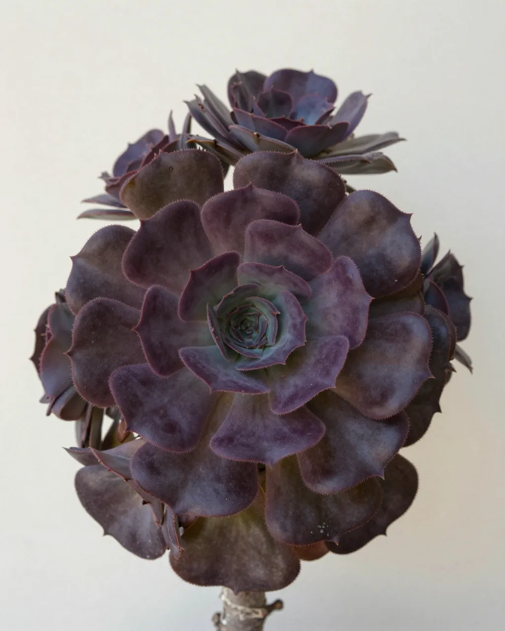 Close-up of clustered dark purple aeonium succulent rosettes against a plain pale neutral wall