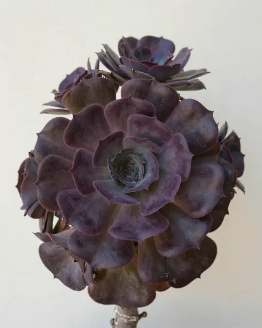 Close-up of clustered dark purple aeonium succulent rosettes against a plain pale neutral wall