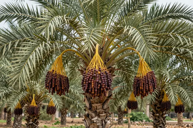 Close view of ripe hanging date clusters on rows of cultivated date palm trees in an orchard