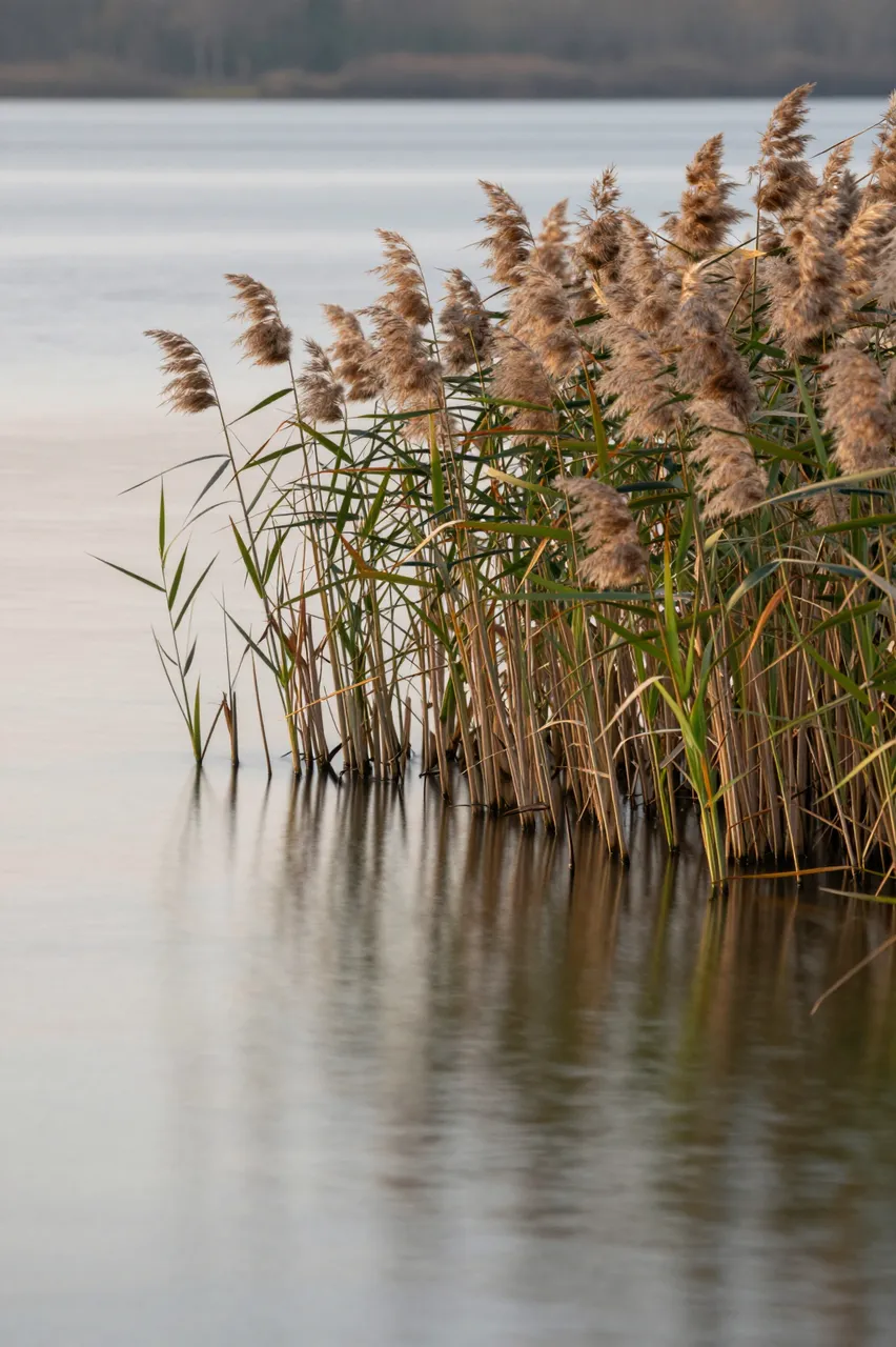 Tall feathery reeds grow along the edge of a calm, smooth mirrored lake at soft dawn