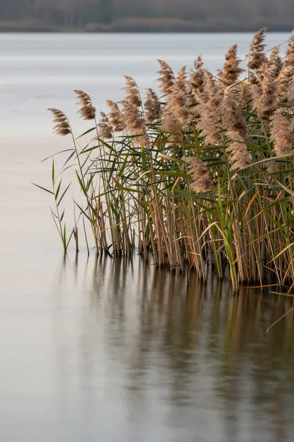 Tall feathery reeds grow along the edge of a calm, smooth mirrored lake at soft dawn