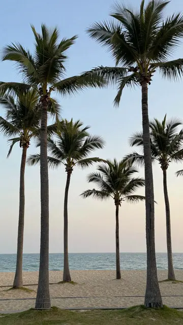 Tall coconut palm trees line a quiet sandy beach beneath a soft gradient dawn sky
