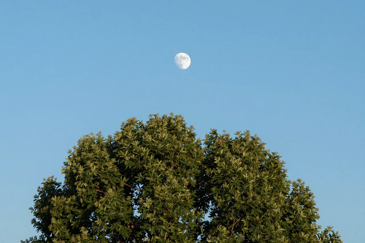 A pale daytime moon hangs over leafy treetops against a clear bright blue sky