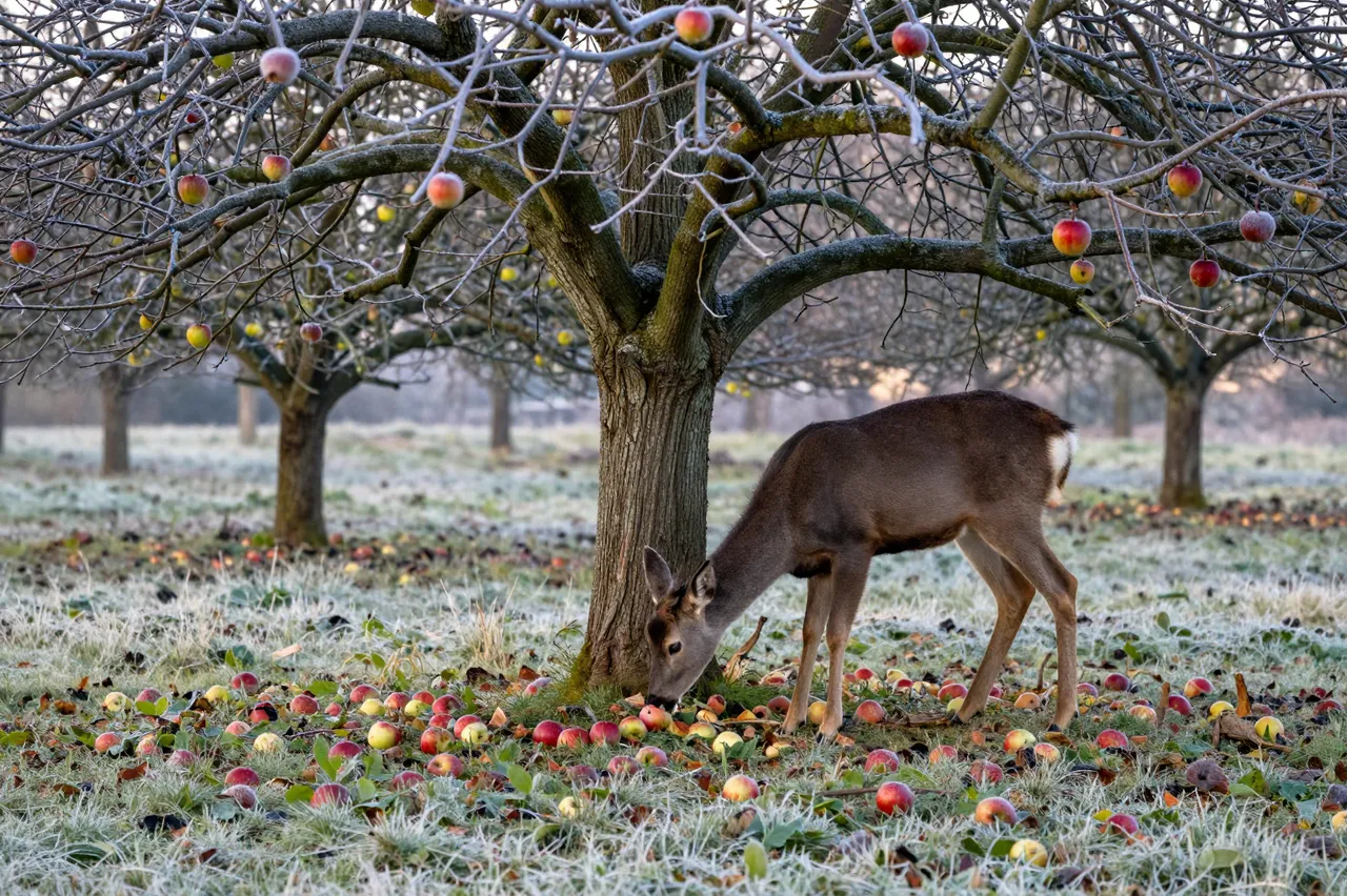 A deer grazing on fallen apples beneath an old frost-covered apple tree at dawn in a frosty orchard