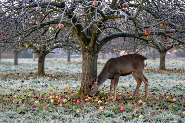 A deer grazing on fallen apples beneath an old frost-covered apple tree at dawn in a frosty orchard