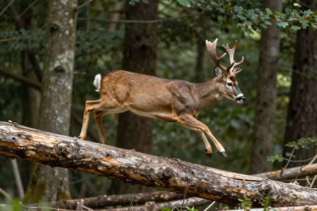 A buck deer with antlers jumps horizontally over a weathered fallen log in a sunlit dense forest.